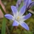 close up of blue-pink flower.
