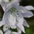 Close up of flower