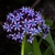 cluster of purple-blue, star-shaped flowers.