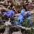 cluster of low-growing, blue-flowered bulb plants.