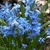 cluster of low-growing, blue-flowered bulb plants.