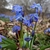 cluster of low-growing, blue-flowered bulb plants.
