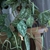 silvery green plant trailing down a bookshelf