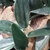 Blue-green leaves