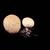 Scleroderma aurantium
