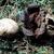 Scleroderma geaster