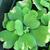 Pistia stratiotes