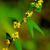 Solidago caesia
