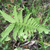 frond
