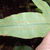 P. aureum
