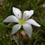 Close up of flower