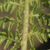 Frond rachis showing sparse chaffy scales.