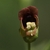 Flower detail