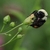 Bee on the flower