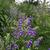 Scutellaria incana
