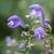 Scutellaria incana