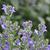 Scutellaria incana
