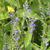 Scutellaria incana