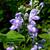 Scutellaria incana