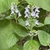 Form in Bloom
