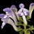 Close up of flower