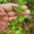 Square stem