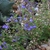 small plants with purple, 2-lipped flowers.