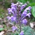 Inflorescence of purple, 2-lipped flowers.