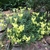 small spreading plant with yellow, 2-lipped flowers.