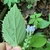Underside of leaf