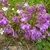 Scutellaria pontica