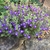 small spreading plant with purple, 2-lipped flowers.