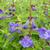 Scutellaria serrata