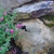 Scutellaria suffrutescens