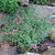Scutellaria suffrutescens