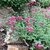 small spreading plant with red, 2-lipped flowers.