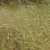 Field of rye