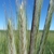 Spikes of rye