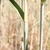 Close-up of the leaf sheaths and auricles