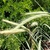 Spikes of rye