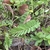 Compound leaves