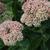 Sedum 'Autumn Joy'