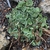 Succulent, gray-green leaves in a tight, low mound.