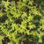 Sedum acre