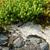 Sedum acre