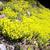 Sedum acre