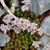 Plant growing among the rocks