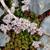 Sedum album
