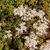 Clump in bloom