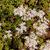 Sedum album
